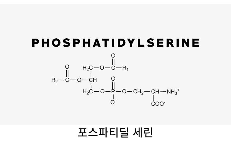  포스파티딜세린 효능 뇌건강영양제 소개