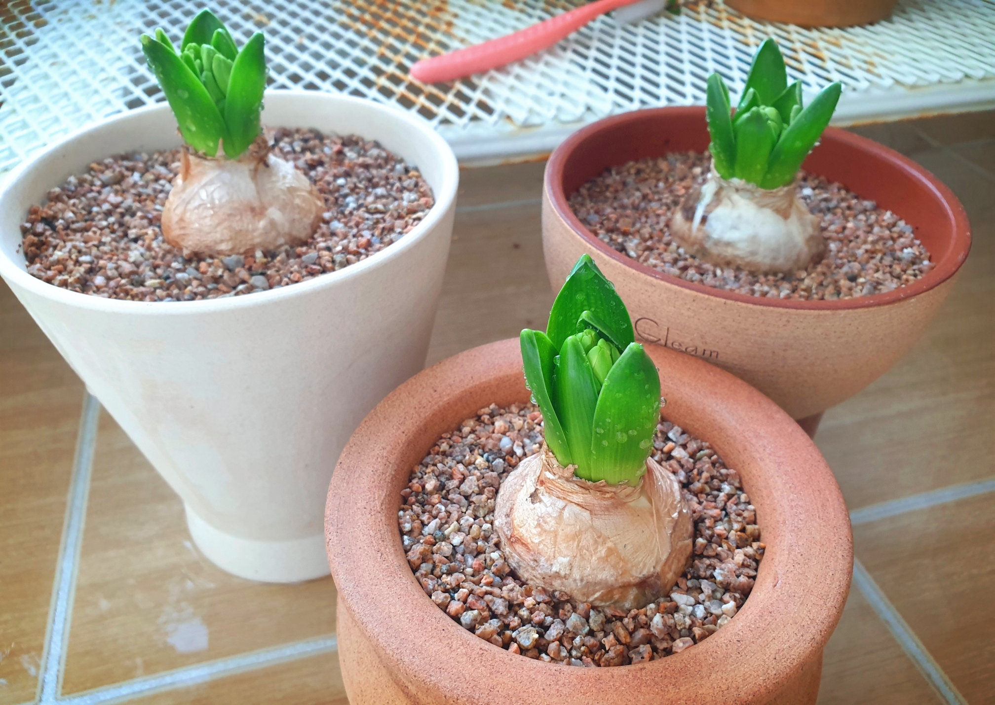  히야신스(Hyacinthus orientalis) 삼형제 집 옮겨주기 feat. 구근 분갈이, 생육 환경, 꽃말
