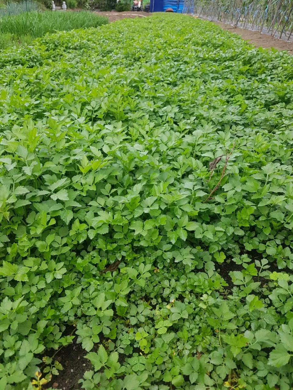 Dumuljangeo (두물장어) 2