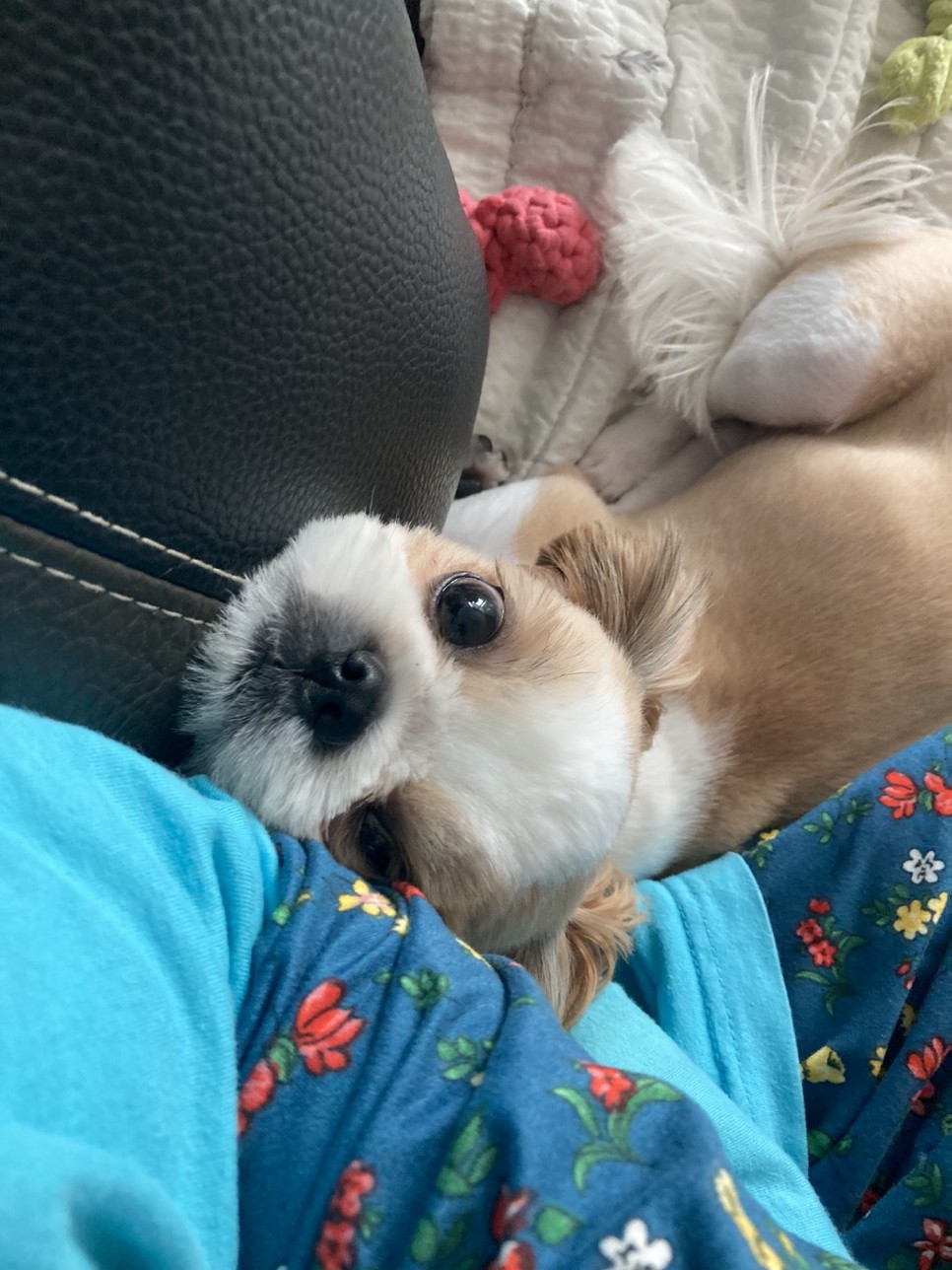 애견미용 여름맞이 애견미용 강아지 미용 천안 애견미용 [지켜주는 강아지] 천안역 8