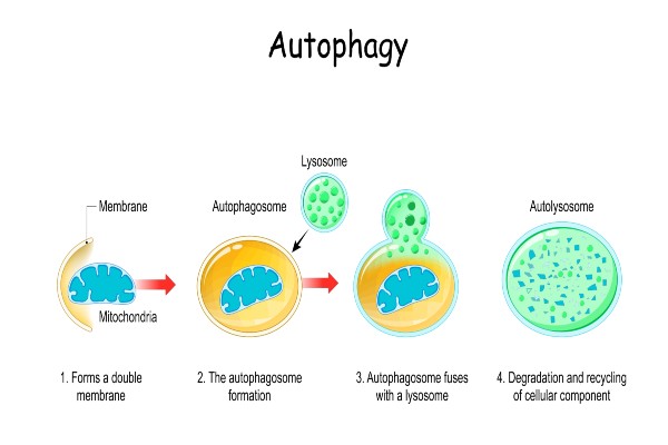 오토파지-기전
