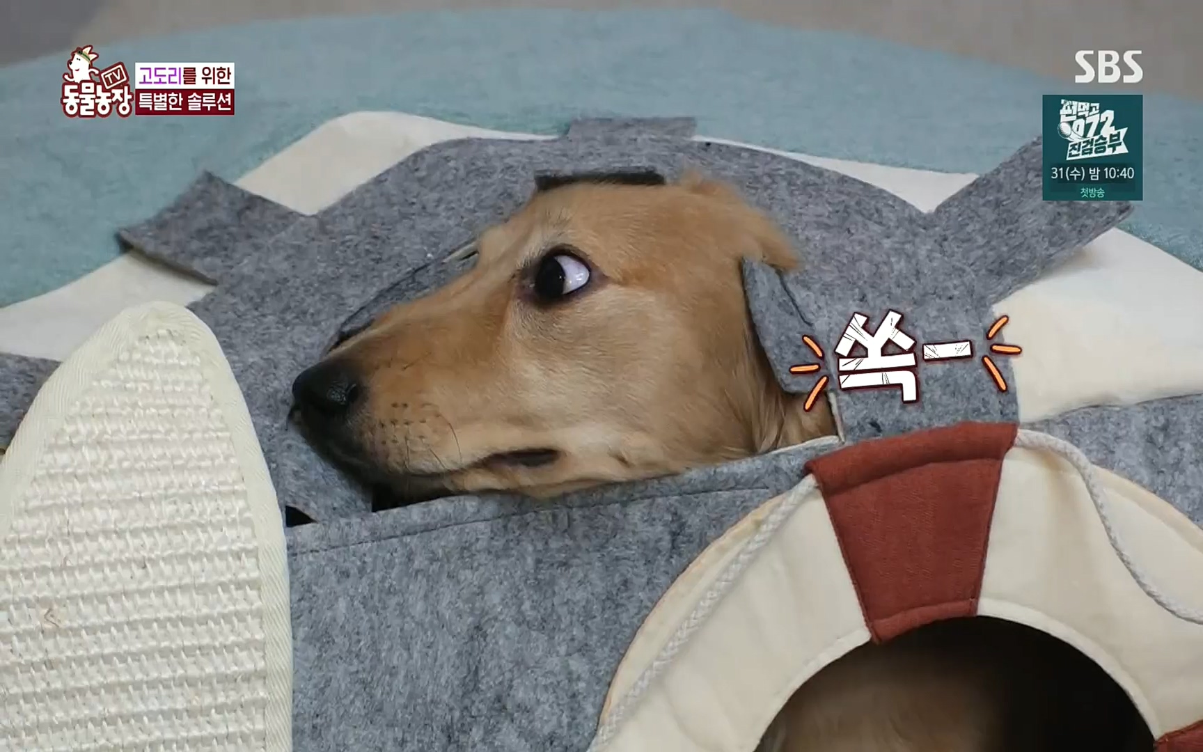 TV 동물농장.E1083.220821p.H264-F1RST.mp4_20220821_183655.047.jpg