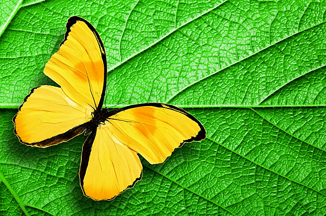 노란 나비