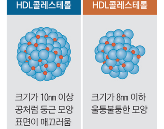 HDL-콜레스테롤과-LDL-콜레스테롤-크기비교