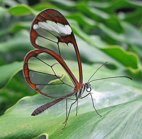 색상과 관련된 나비