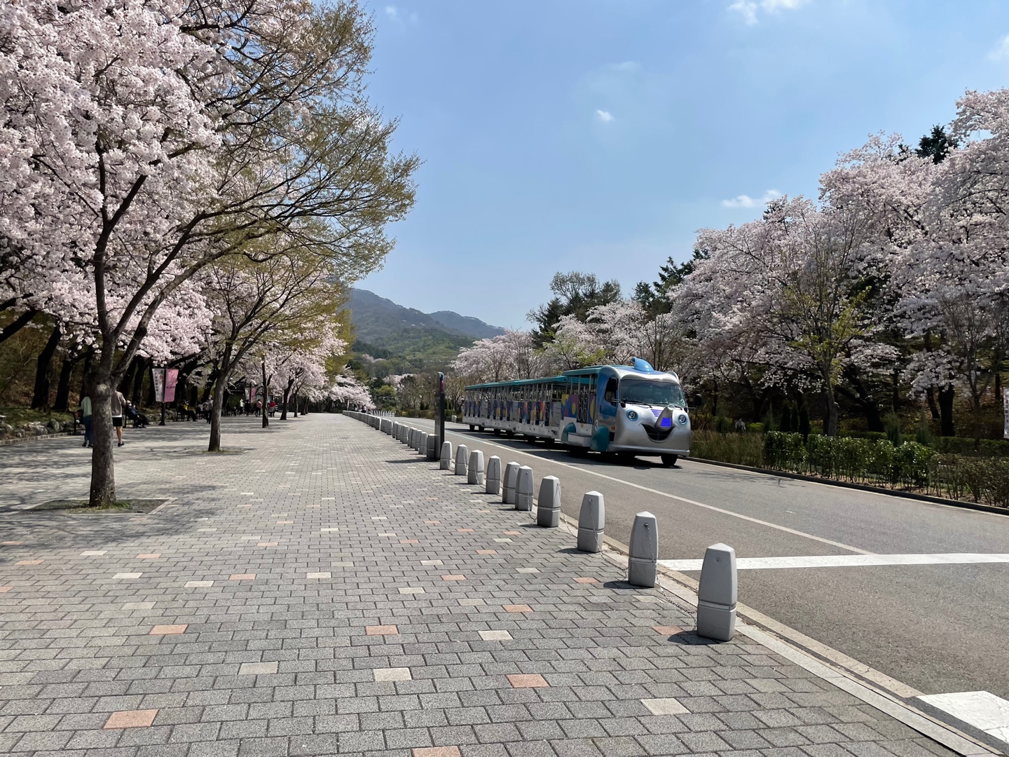 서울대공원-벚꽃길