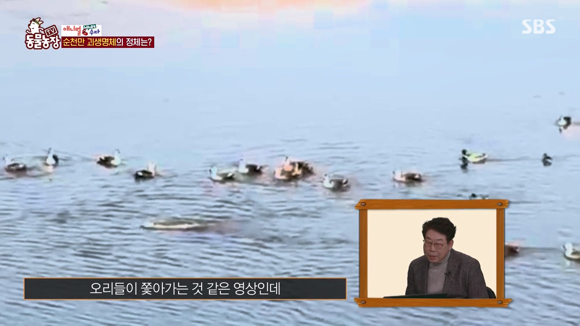 TV 동물농장.E1164.240324p-NEXT.mp4_20240324_170345.000.jpg