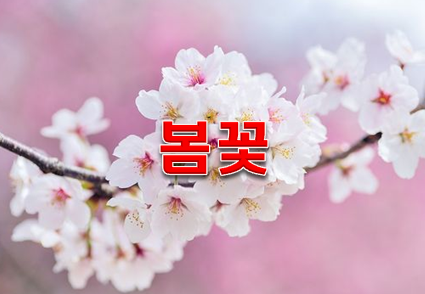  봄꽃 개화시기와 명소 5곳!!
