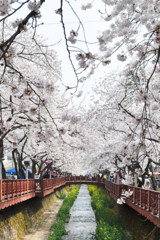  벚꽃구경 하기 좋은 명소