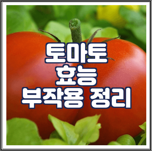  토마토 효능과 부작용
