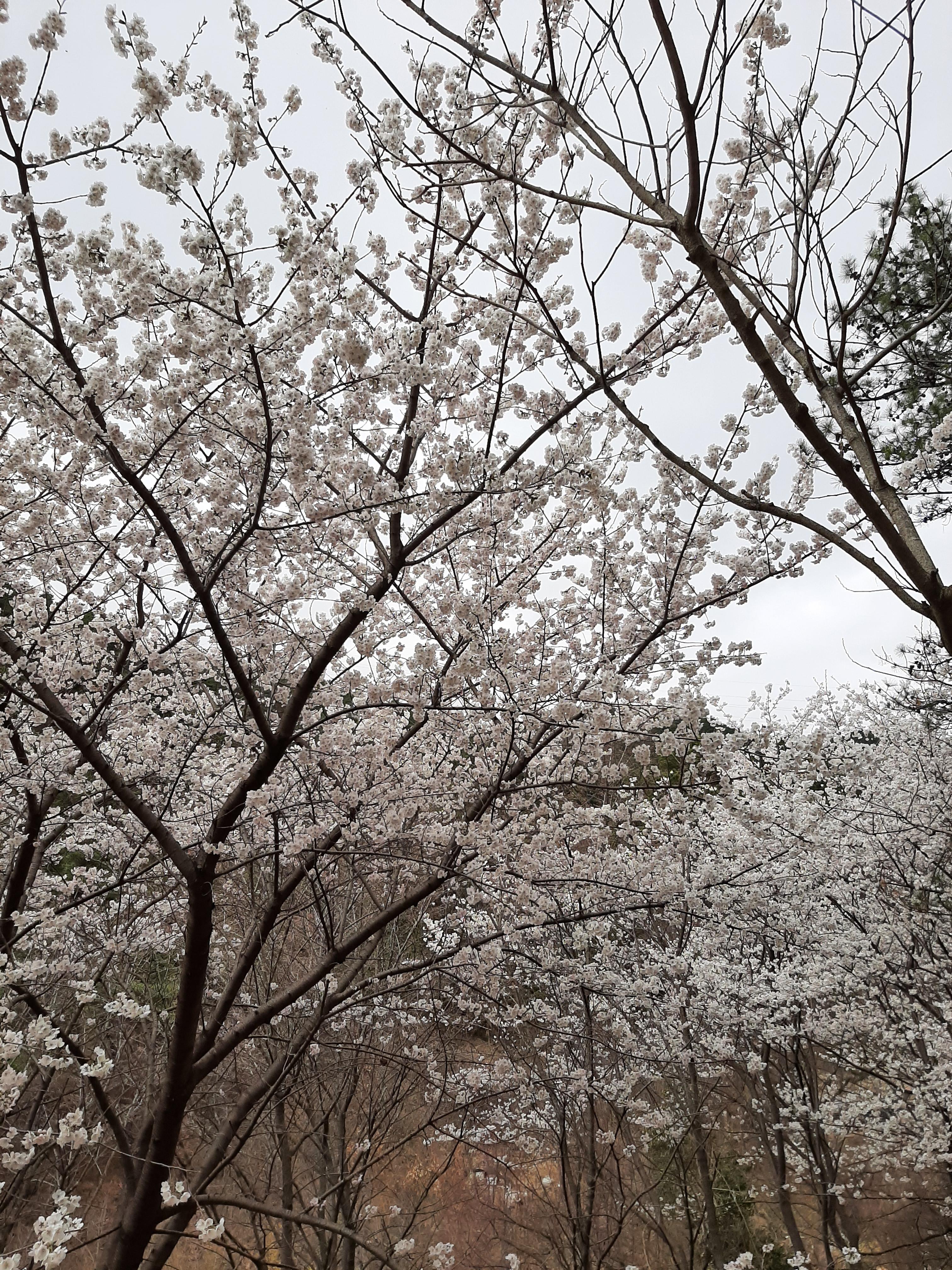 봄꽃 목련과 벚꽃이 한창입니다 / 꽃길만 걸으면 (03/23/22) 35