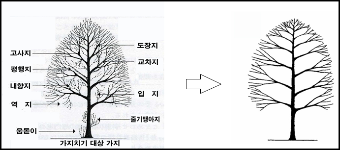 가지치기 방법