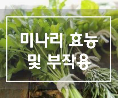  혈관청소부 미나리의 효능 및 섭취시 주의사항
