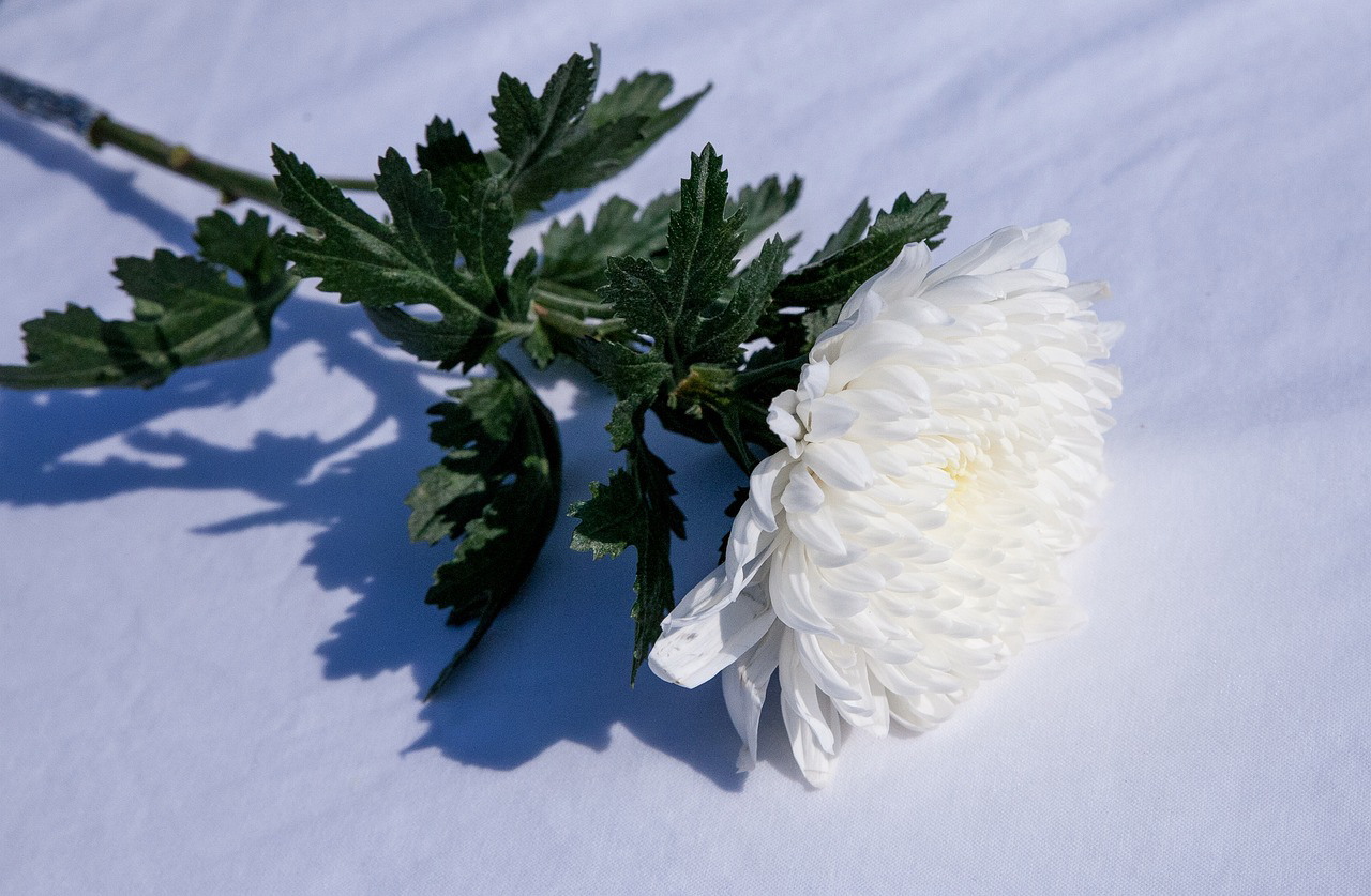상가집에서쓰이는흰국화꽃