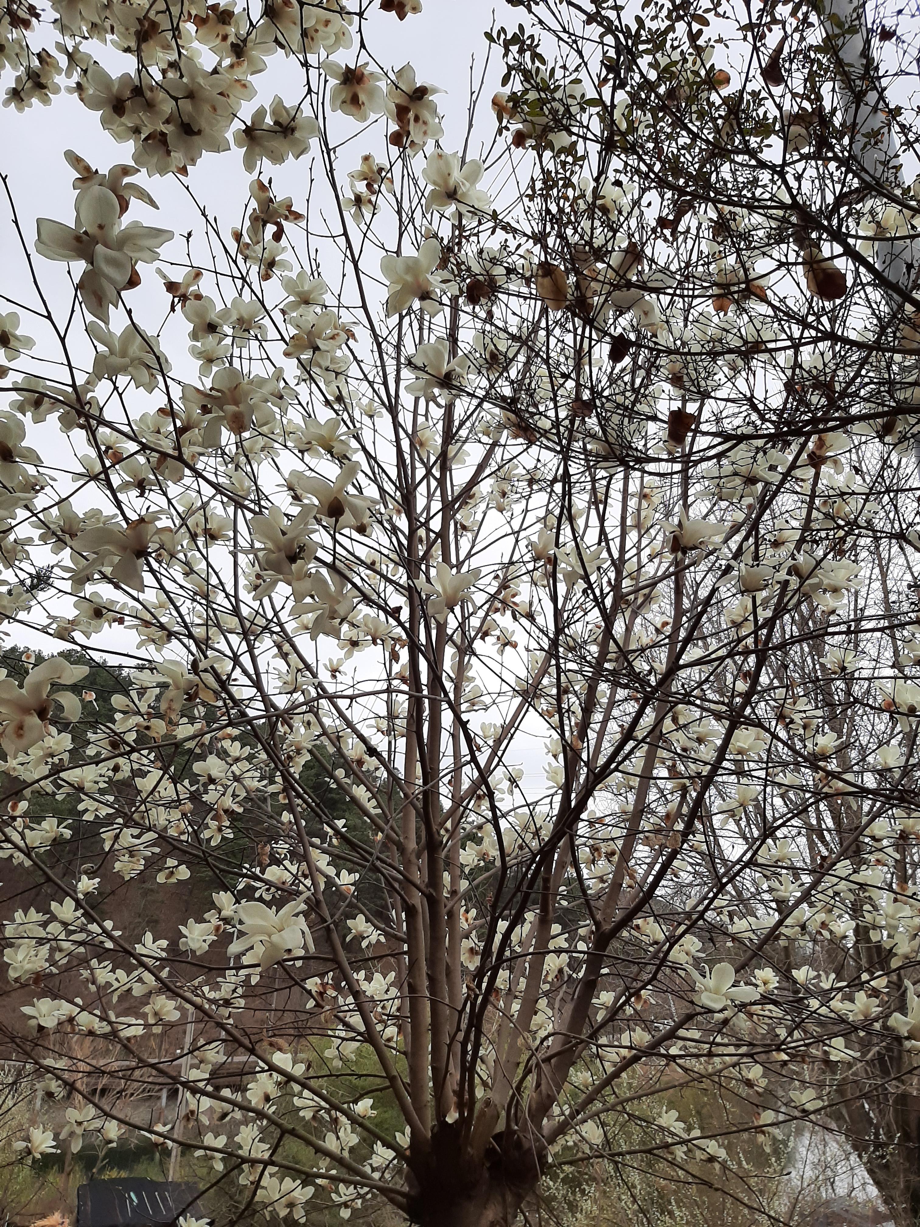 봄꽃 목련과 벚꽃이 한창입니다 / 꽃길만 걸으면 (03/23/22) 24