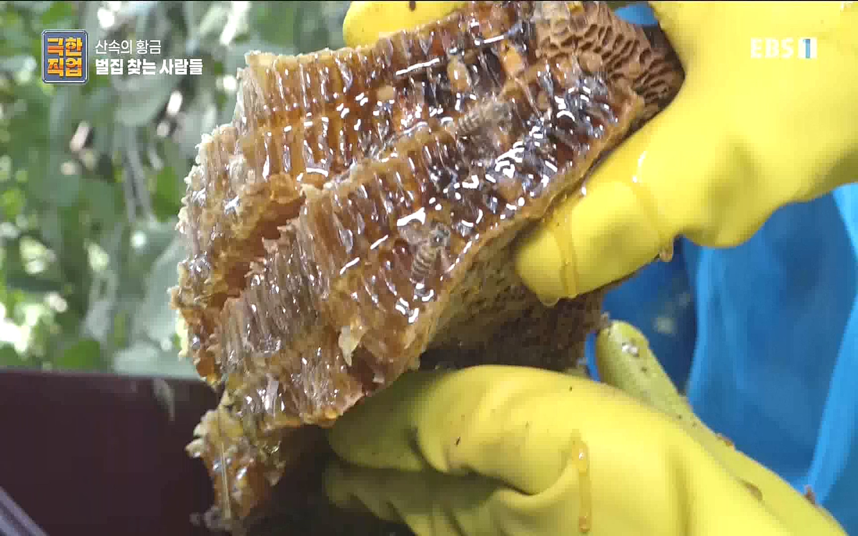 벌집 찾는 사람들.mp4_20221006_212350.846.jpg