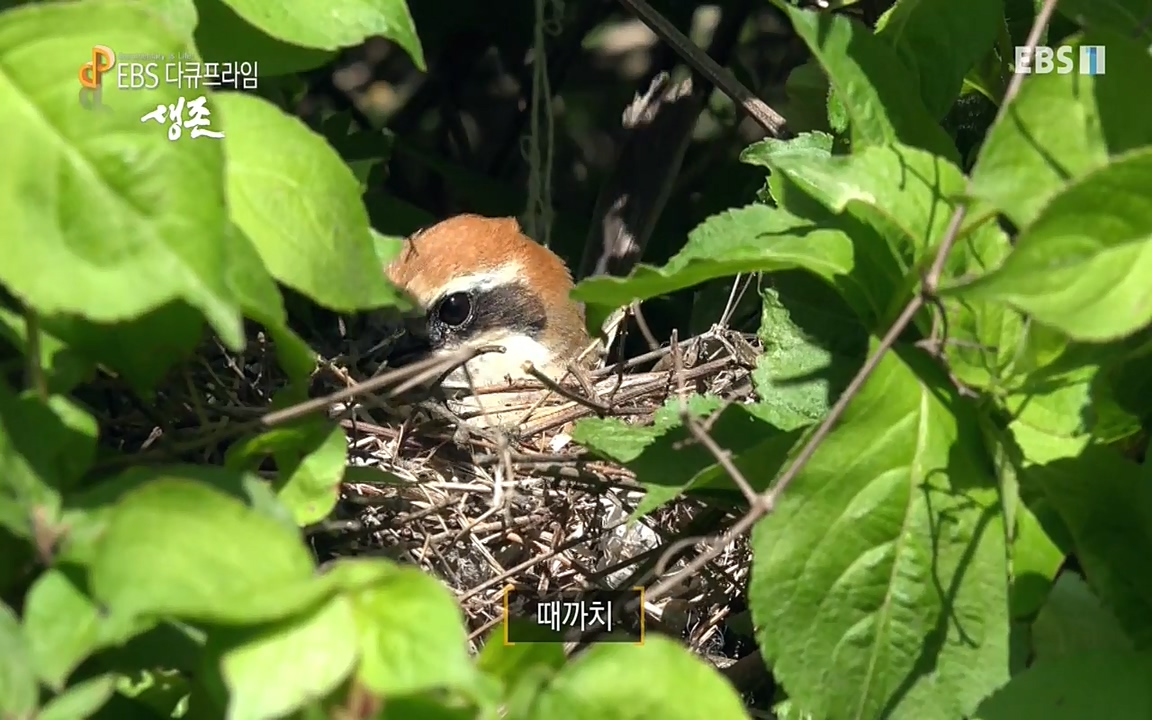 생존 3부_ EBS 다큐프라임_ 220629.avi_20220701_203232.687.jpg