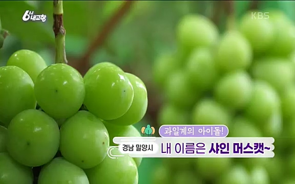 [7612회] 6시 내고향 - KBS7612회] 6시 내고향.ts_20220912_172243.015.jpg