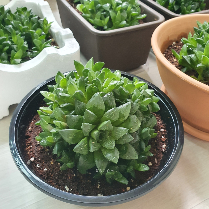 국민다육하월시아수 ? 그리고 6