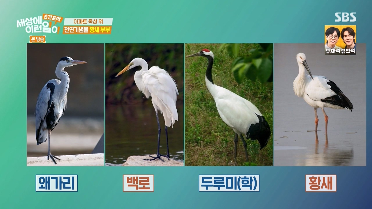 순간포착 세상에 이런일이.E1276.240505p-NEXT.mp4_20240505_144940.489.jpg