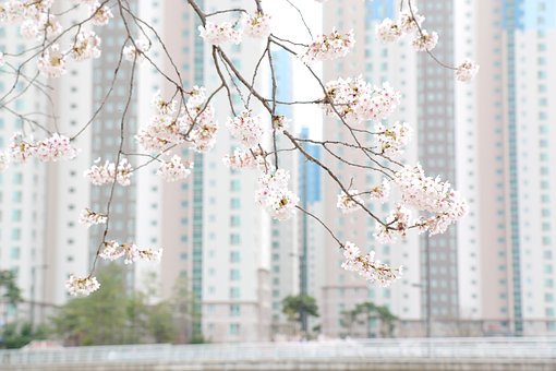 아파트 일반 공급과 특별 공급 차이점