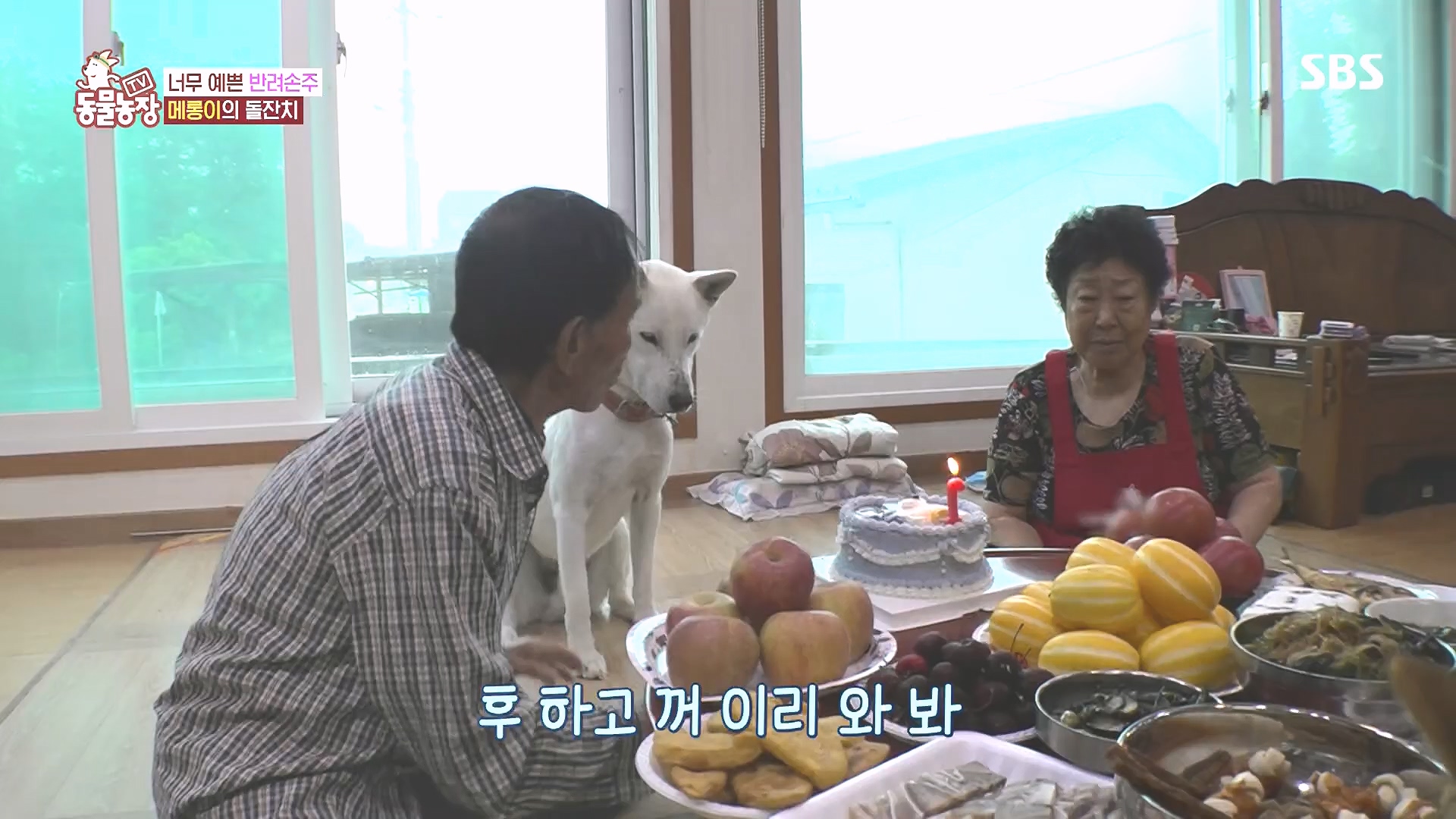TV 동물농장.E1185.240818p.H264-F1RST.mp4_20240818_161600.890.jpg