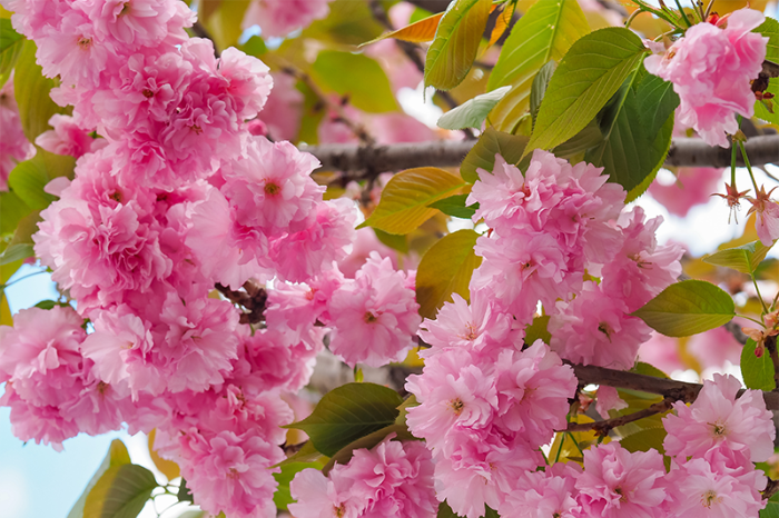 관잔 벚꽃 Kwanzan Cherry Blossom