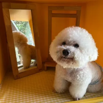 강아지 동반 애견 동반 여행 국내 베스트 10_17