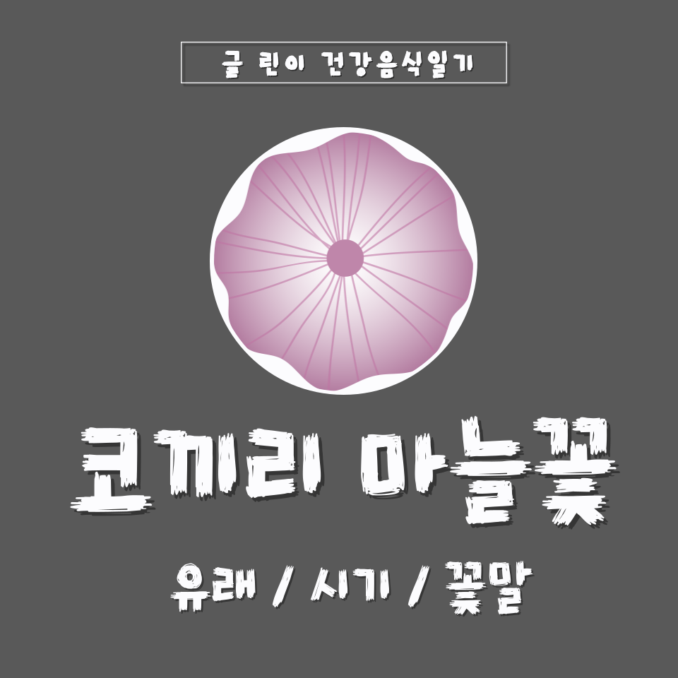  코끼리 마늘꽃 유래/시기/꽃말