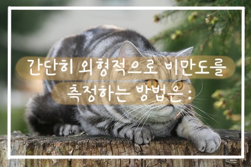 비만묘 관리 방법의 모든 것(ft. 고양이 비만도 측정하기, 고양이 다이어트 사료, 고양이 먹이 퍼즐) 비만묘 관리 방법의 모든 것(Ft. 고양이 비만도 측정하기, 고양이 다이어트 사료, 고양이 먹이 퍼즐)
