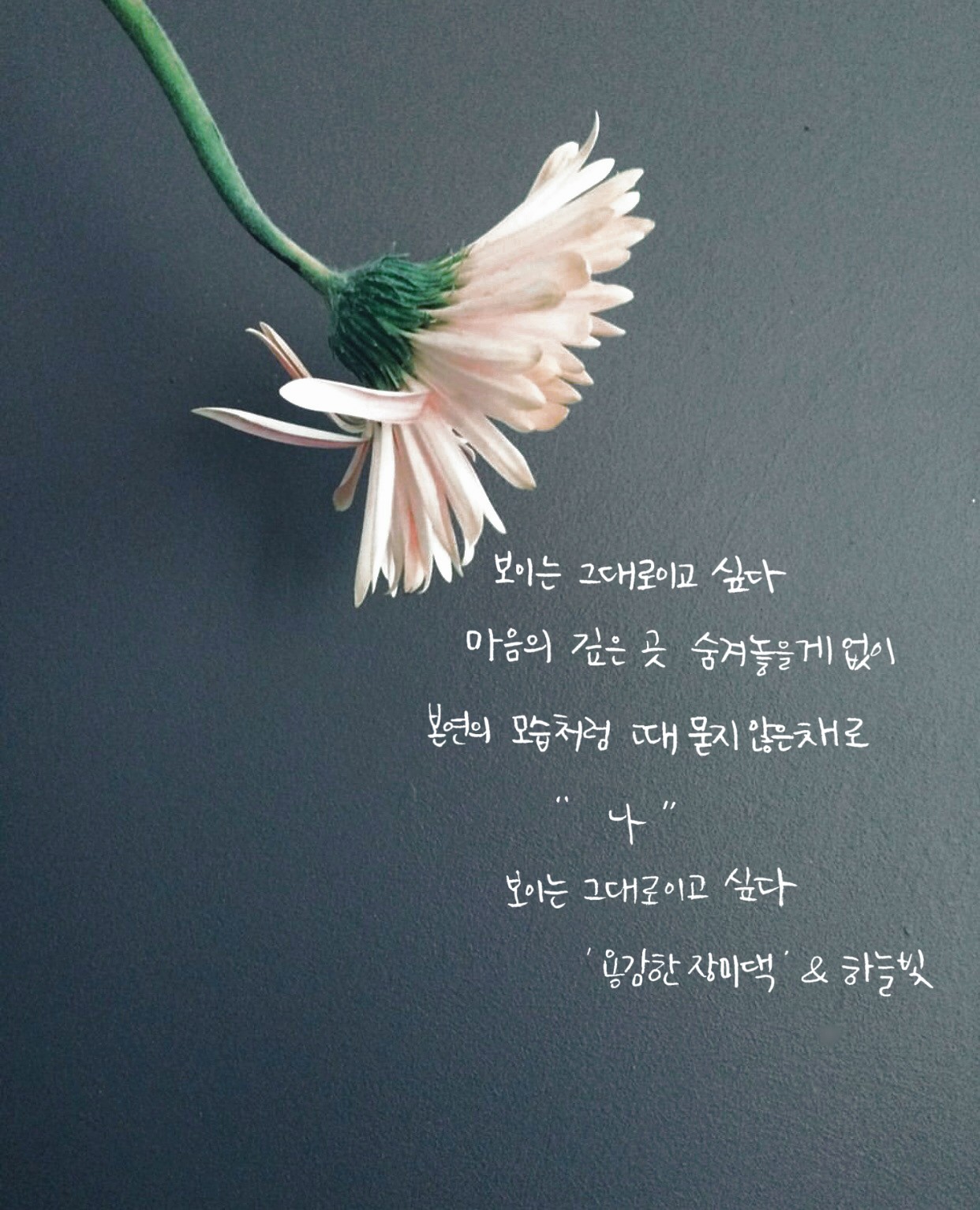  '보이는 그대로이고 싶다' 용감한 장미댁