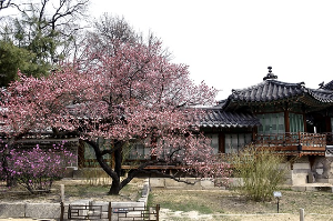  경복궁 야간개장 별빛야행 주차장안내,할인정보,예매방법 2024