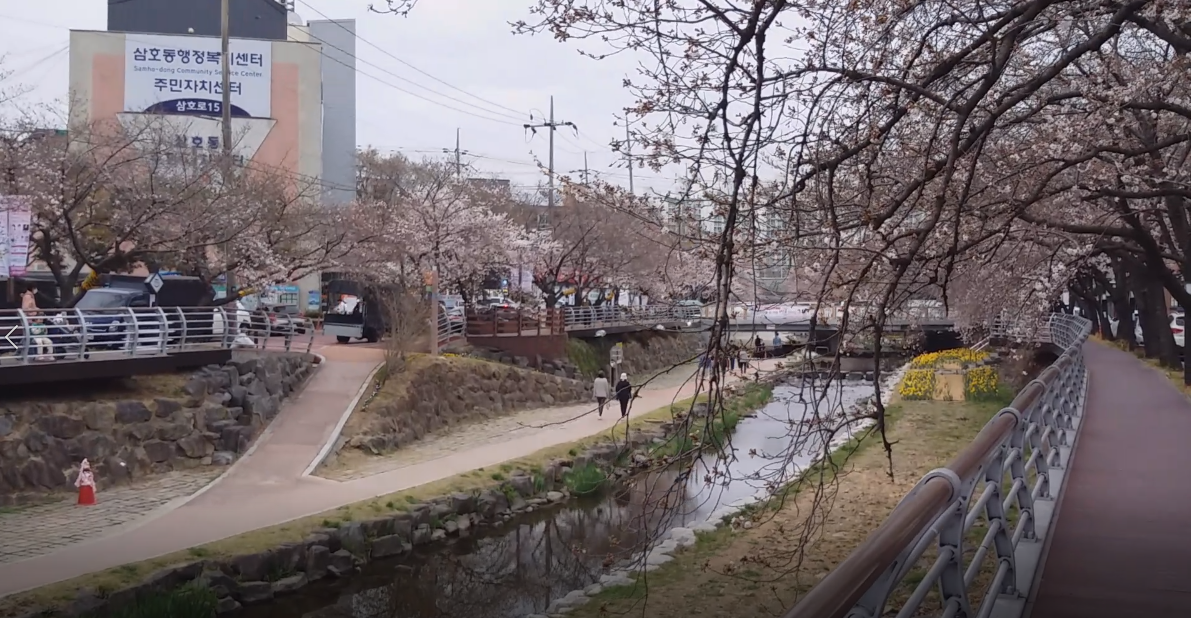 삼호동행정복지센터 벚꽃