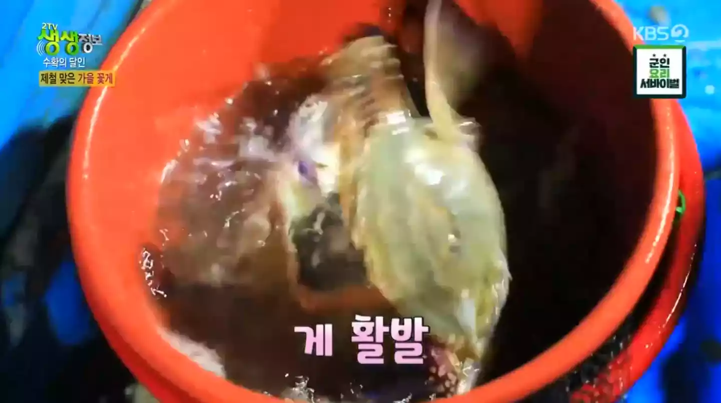 수 꽃게