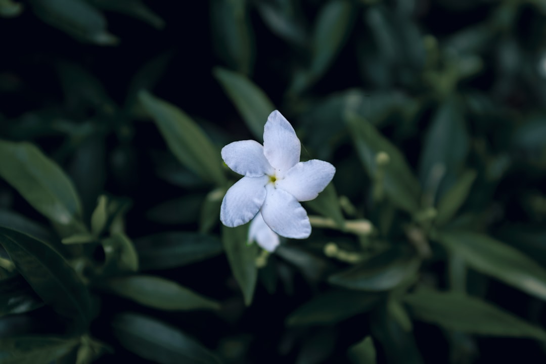 Taro