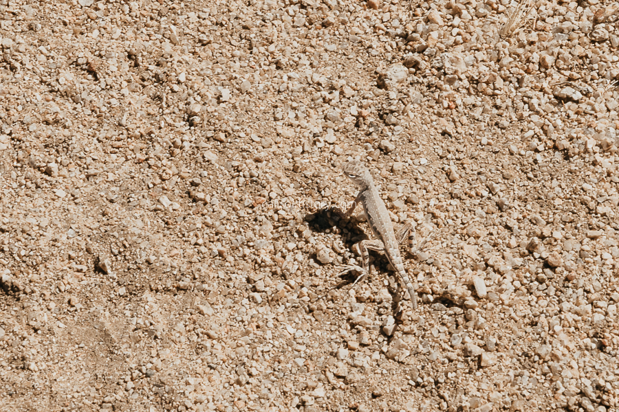 조슈아 트리 국립공원 사막 도마뱀