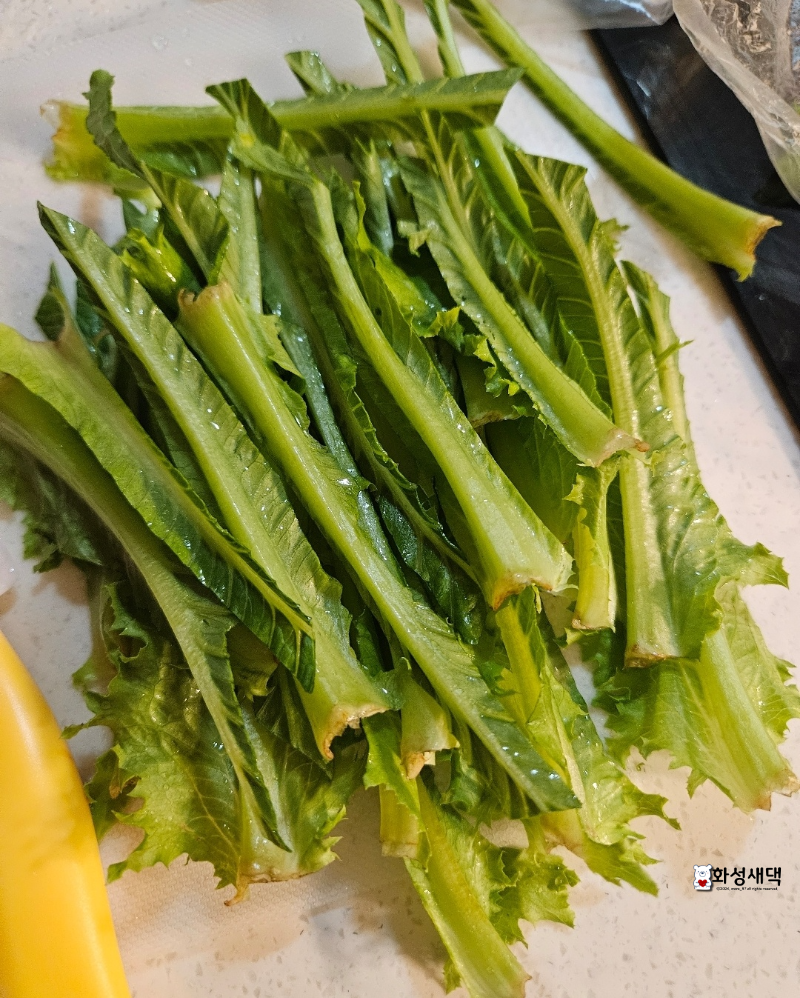 상추-큐브