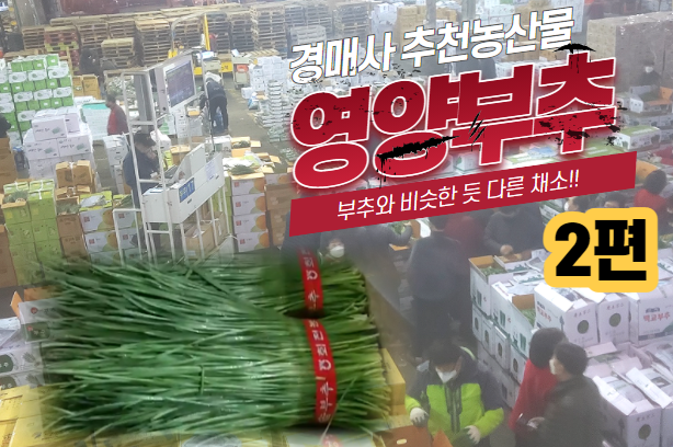  [경매사 강추 농산물] 얼마나 좋길래~ 부추에 영양이라는 말까지 붙혀서 "영양부추"냐? #2