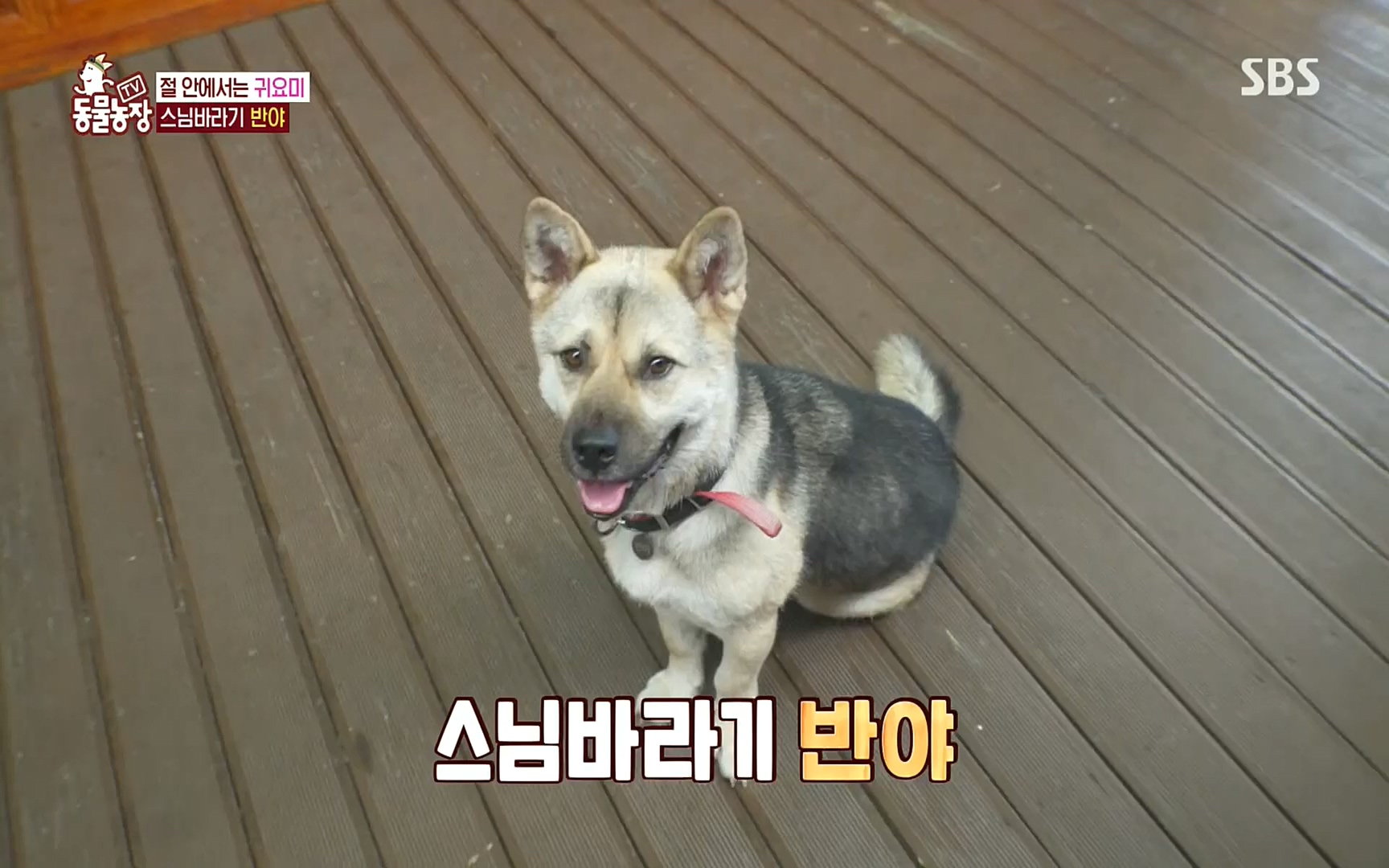 TV 동물농장.E1083.220821p.H264-F1RST.mp4_20220821_183708.047.jpg