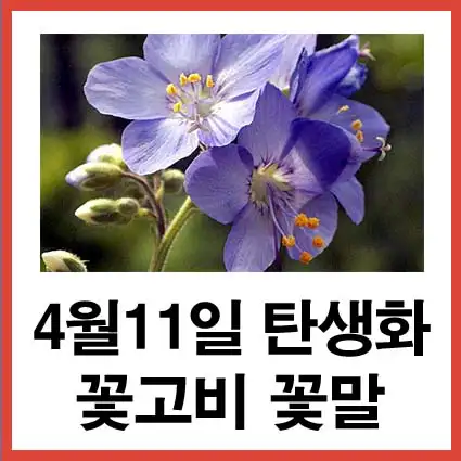4월-11일-탄생화-꽃고비-꽃말