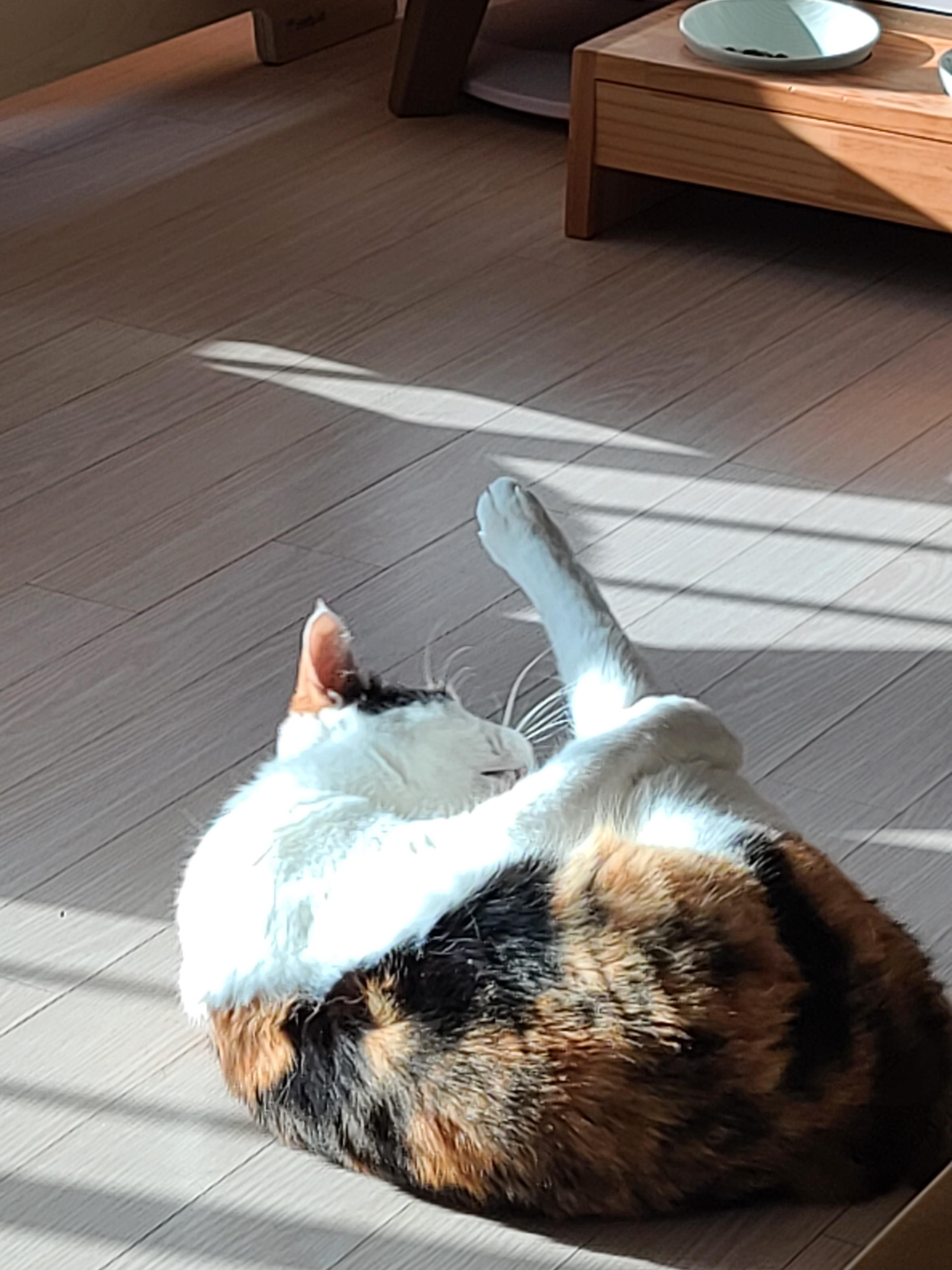 햇살받으면 기분업되는 고양이. 삼색이 고양이