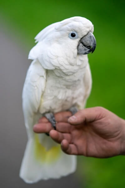 하얀 색 앵무새가 사람 손 위에 있는 모습