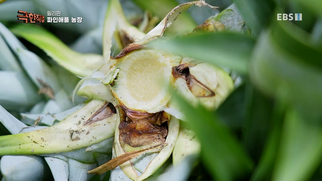 TV - 교육의 중심 EBS필리핀 바나나, 파인애플 농장.mp4_20230302_202906.898.jpg