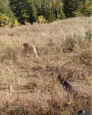  이런! VIDEO: Tiger and Mountain Lion