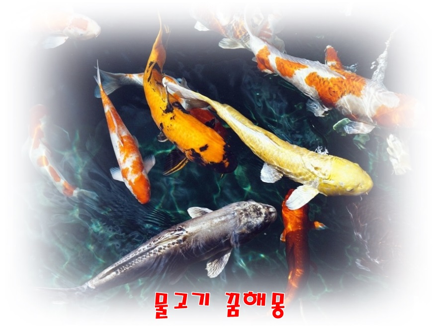  [무료꿈해몽]물고기-물고기태몽,잉어꿈,붕어꿈,장어꿈,복어꿈,금붕어,낚시하는꿈,소원이이루어지는꿈,복권당첨꿈,재물꿈 등.