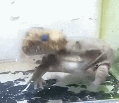  둘 다 독을 가진 두꺼비 vs 복어...과연 누가 이길까 VIDEO: Puffer fish vs Toad