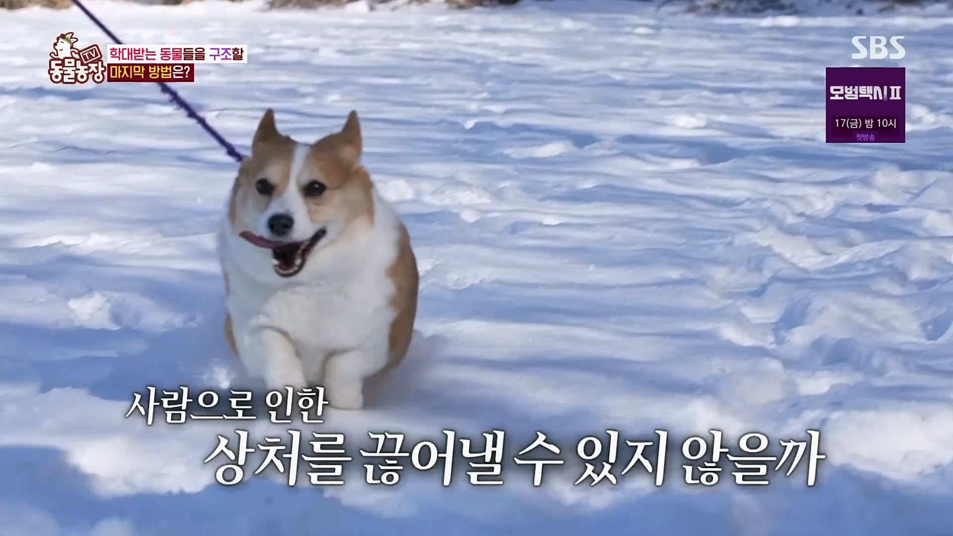 TV 동물농장.E1108.230212p.H264-F1RST.mp4_20230212_182208.758.jpg