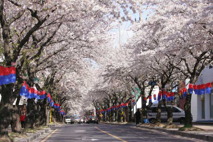 제주 왕벚꽃 축제 가는 길