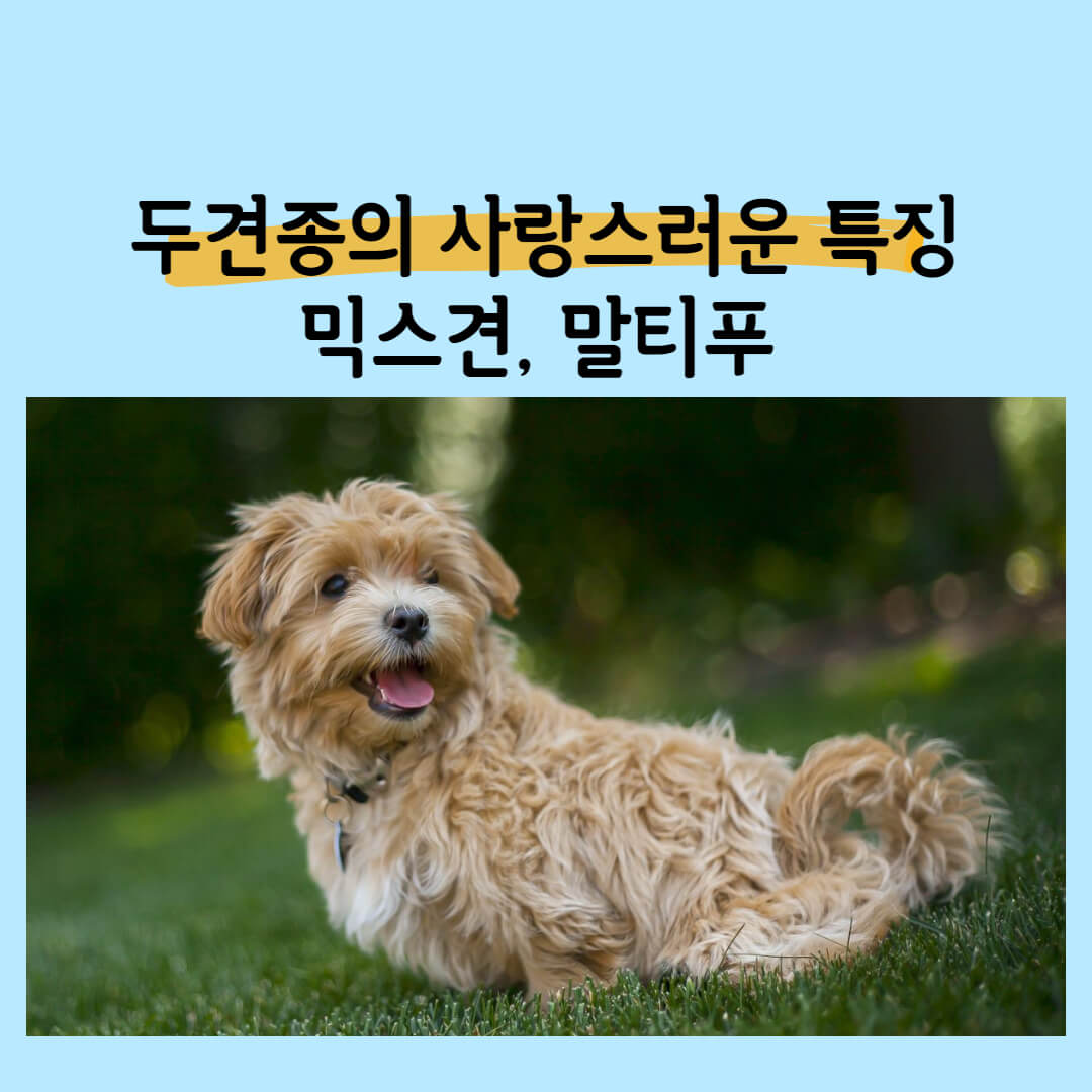 믹스견 말티푸