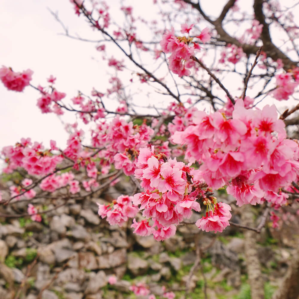 오키나와-벚꽃-칸비자쿠라